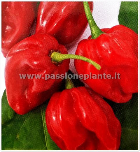 SEMI PEPERONCINO HABANERO