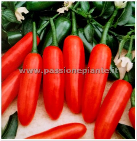 SEMI PEPERONCINO JALAPENO