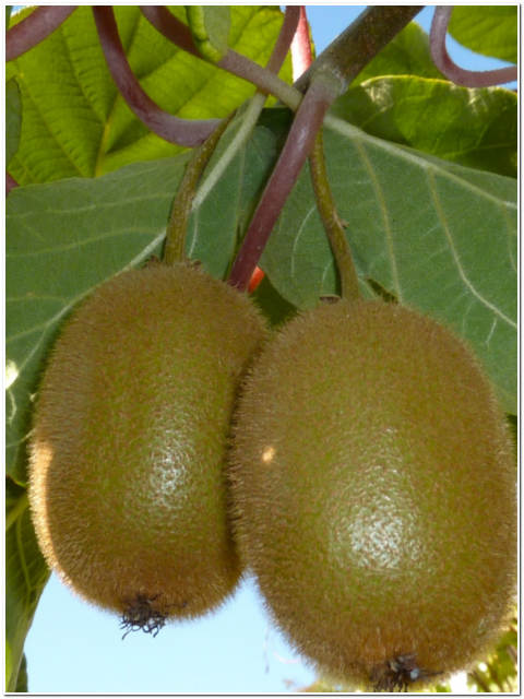 ALBERO DI KIWI
