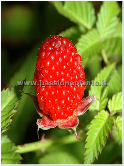 PIANTA DI LAMPONE FRAGOLA