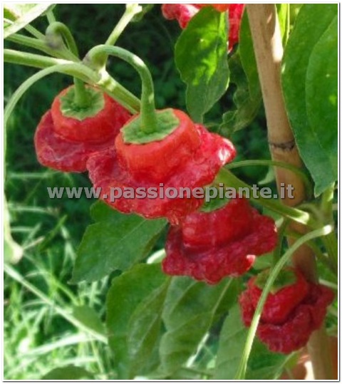 SEMI PEPERONCINO LANTERNA