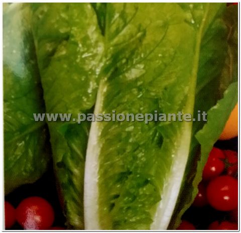 SEMI LATTUGA LUNGA