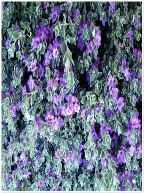 PIANTA DI LEUCOPHILLUM