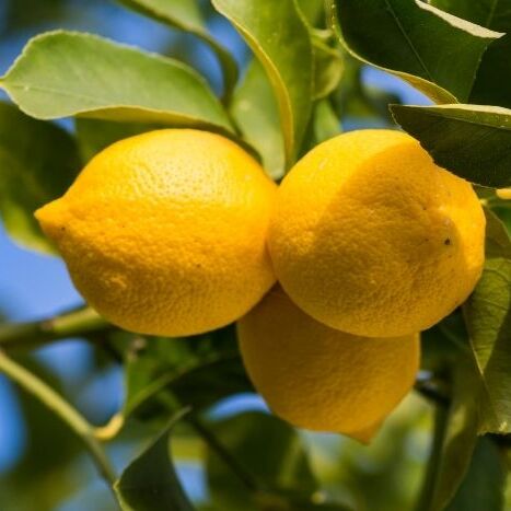 Limone - Passione Piante