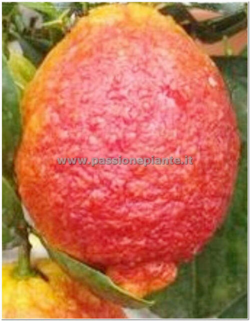 ALBERO DI LIMONE ROSSO