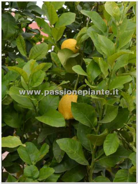 SEMI ALBERO DI LIMONE