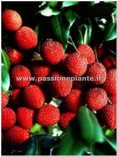 ALBERO DI LITCHI