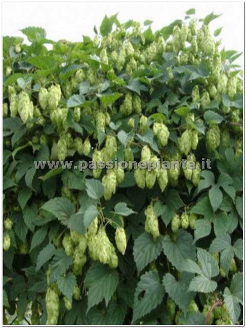 PIANTA DEL LUPPOLO