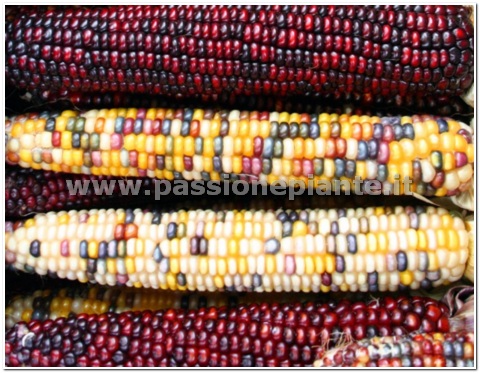 SEMI MAIS ARLECCHINO