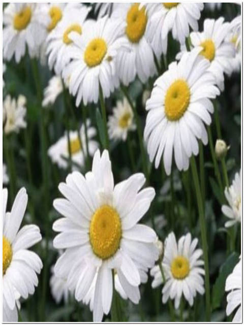 PIANTA DI MARGHERITA