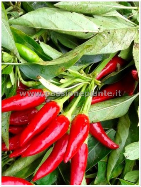 SEMI PEPERONCINO A MAZZETTI