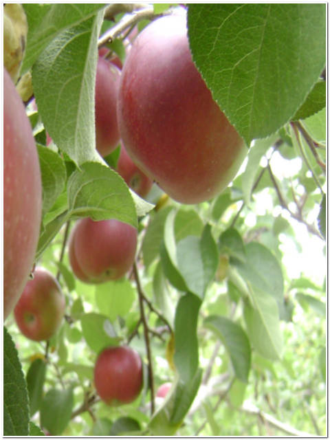 ALBERO DI MELO - varietà selezionabile