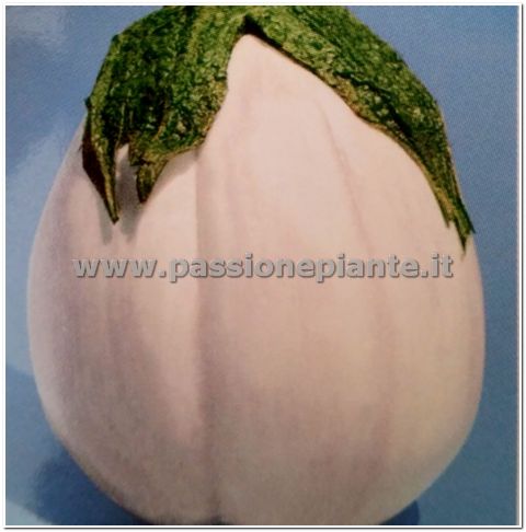 SEMI MELANZANA BIANCA