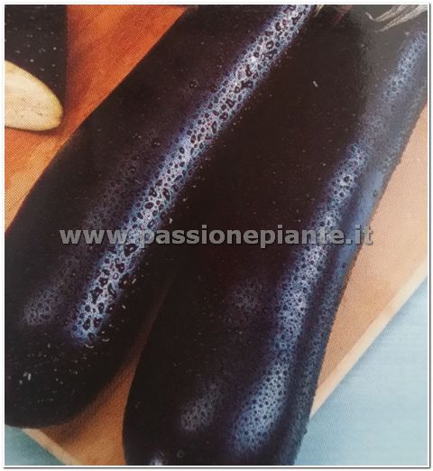 SEMI MELANZANA LUNGA NERA