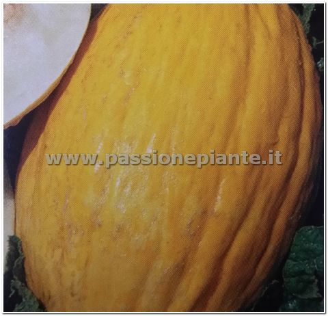 SEMI MELONE RUGOSO GIALLO