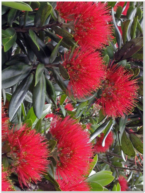 PIANTA DI METROSIDEROS