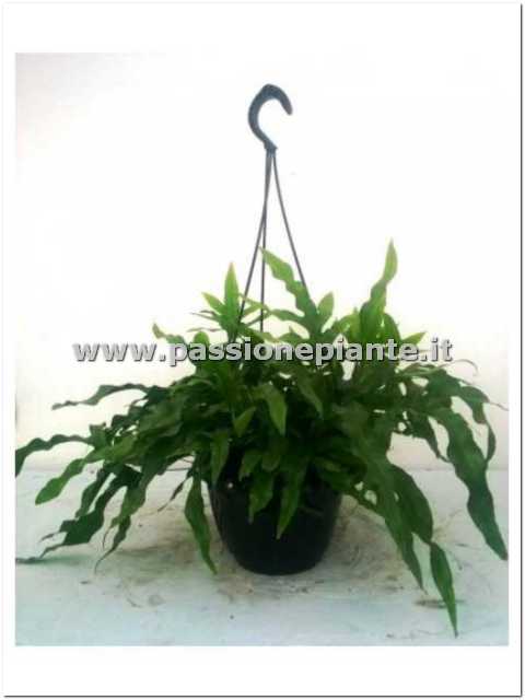 PIANTA DI MICROSORUM