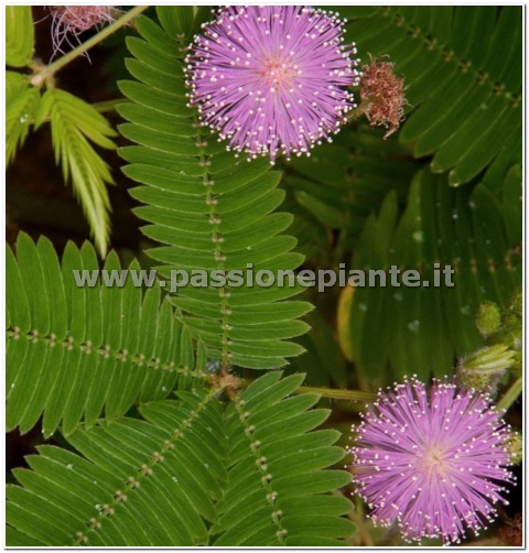 SEMI MIMOSA PUDICA