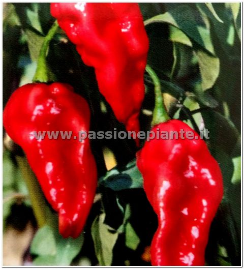 SEMI PEPERONCINO NAGA DORSET