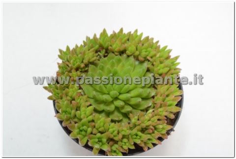 PIANTA DI ECHEVERIA MULTI VASO 10