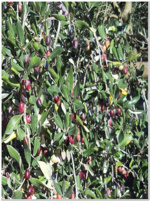 ALBERO DI OLIVO NOCIARA DA OLIO