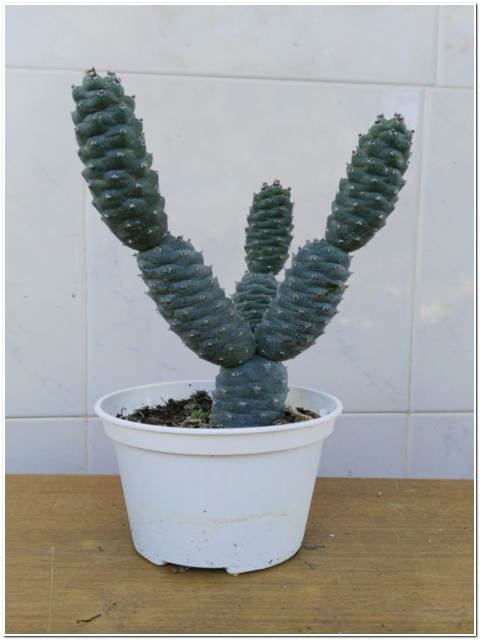 PIANTA DI OPUNTIA DIADEMATA VASO 10