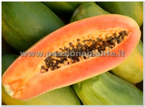 SEMI PAPAYA
