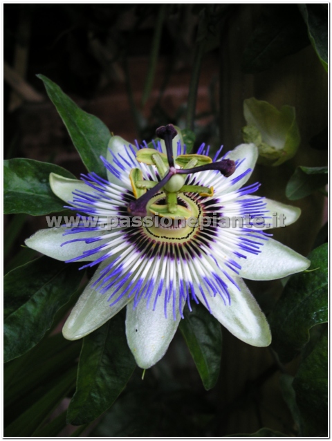 SEMI PASSIFLORA
