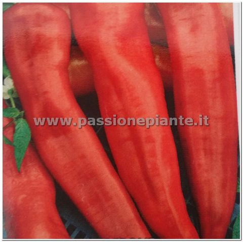 SEMI PEPERONE CORNO DI TORO ROSSO