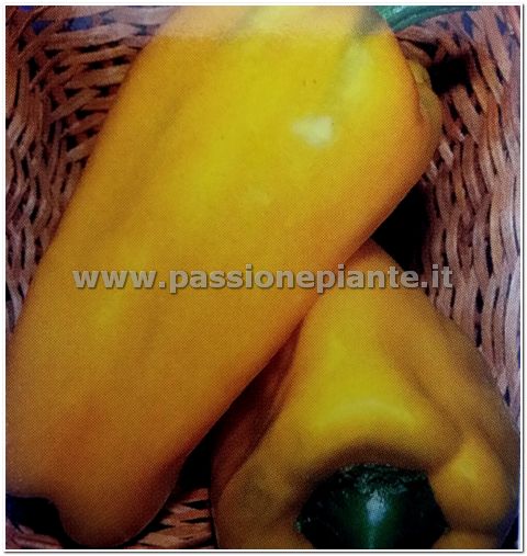 SEMI PEPERONE GIALLO