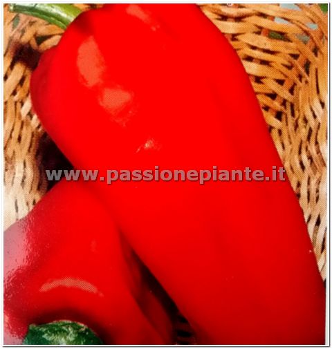 SEMI PEPERONE ROSSO