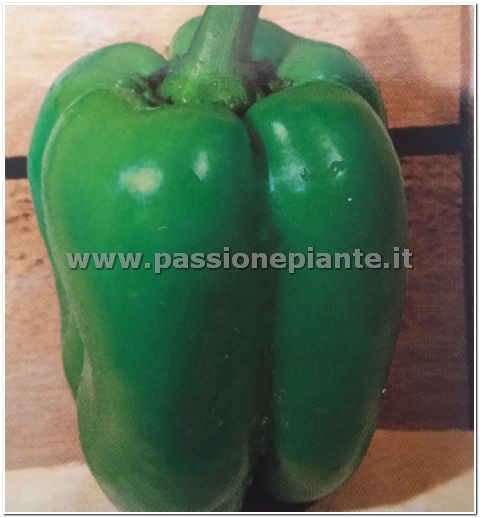 SEMI PEPERONE VERDE