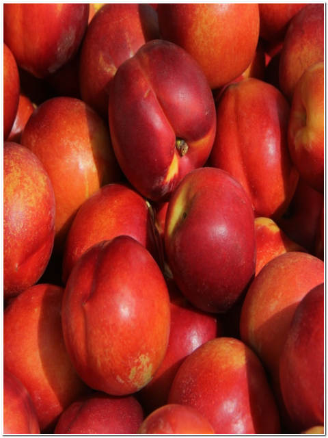 ALBERO DI PESCA NOCE