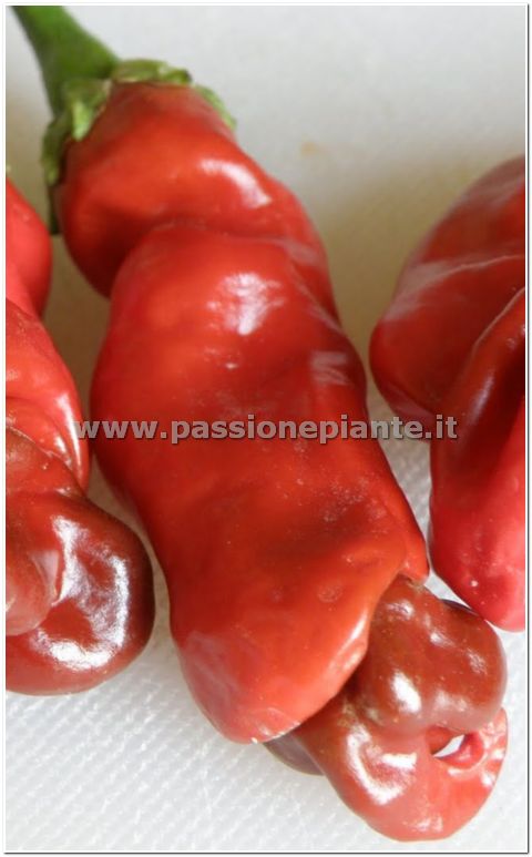 SEMI PEPERONCINO PETER PEPPER