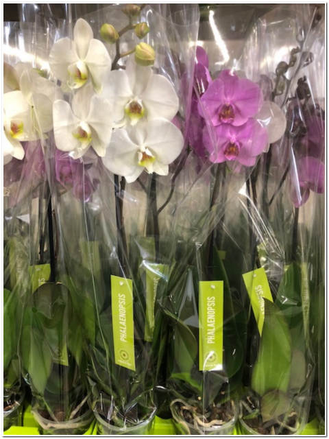 PIANTA DI PHALENOPSIS (ORCHIDEA)