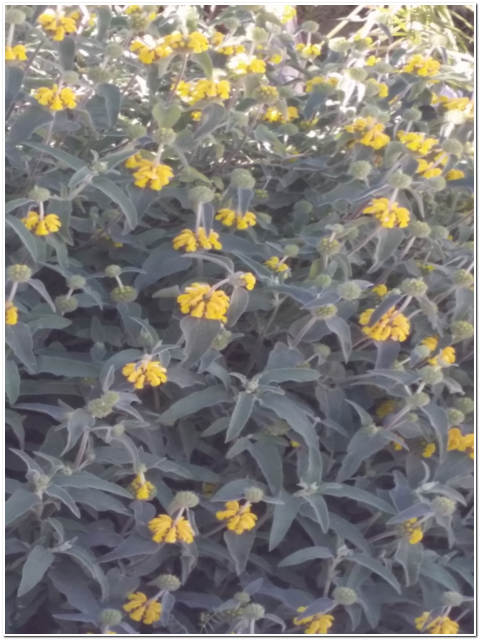 PIANTA DI PHLOMIS