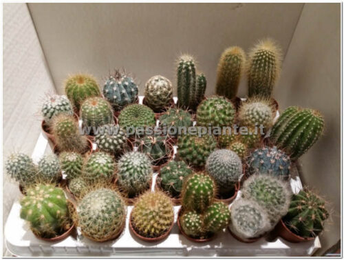 OFFERTA MIX 5 PIANTE GRASSE