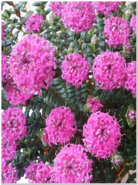 PIANTA DI PIMELEA FERRUGINEA