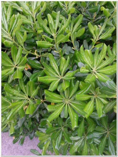 PIANTA DI PITOSFORO TOBIRA