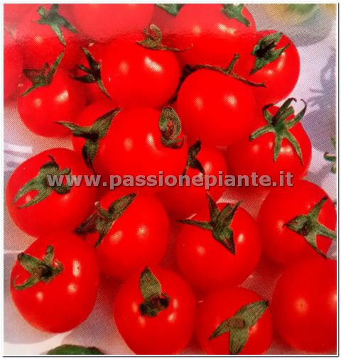 SEMI POMODORO CILIEGIA