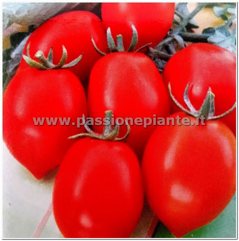 SEMI POMODORO FIASCHETTO