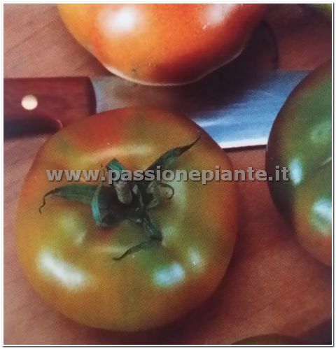 SEMI POMODORO PANTANO