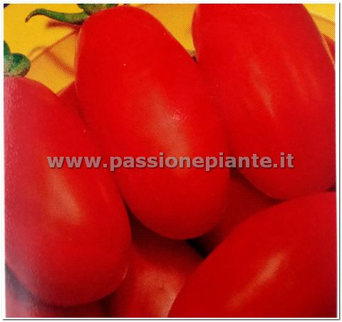 SEMI POMODORO SAN MARZANO