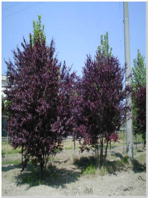 ALBERO DI PRUNUS PISSARDI