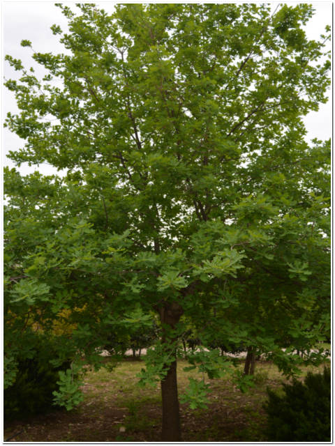 ALBERO DI QUERCIA ILEX