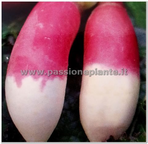 SEMI RAPA COLLETTO VIOLA