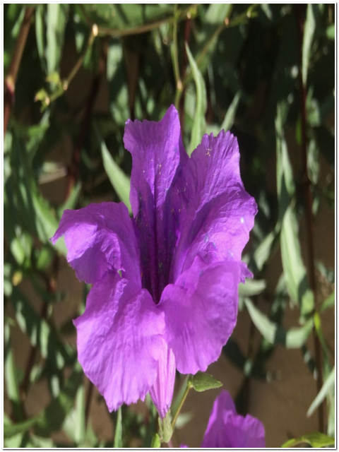 PIANTA DI RUELLIA
