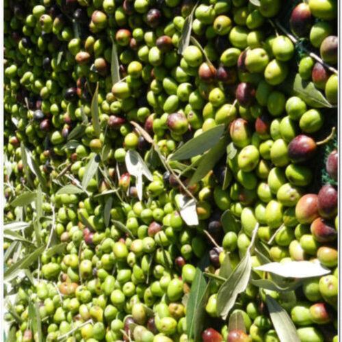 Ulivo Sant Agostino - Passione Piante