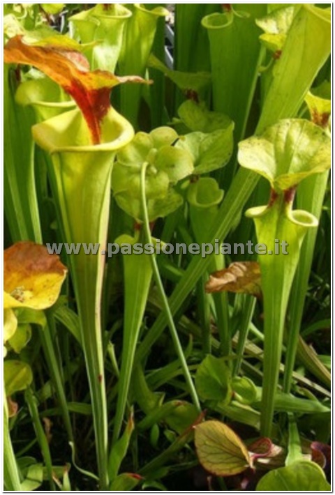 SEMI PIANTA CARNIVORA SARRACENIA