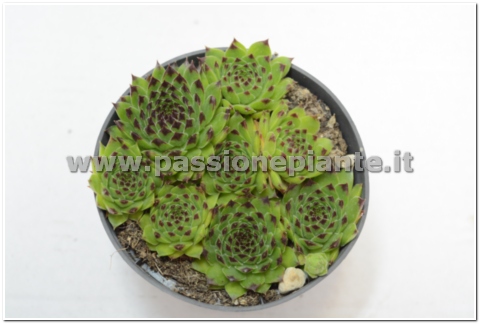 PIANTA DI SEMPERVIVUM CALCAREUM VASO 10